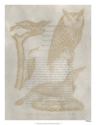 Ornithology Impressions VI