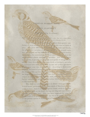 Ornithology Impressions V