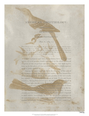 Ornithology Impressions III