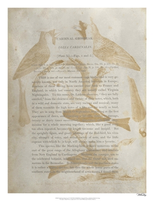 Ornithology Impressions IV