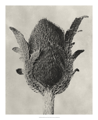 Blossfeldt Botanical VI