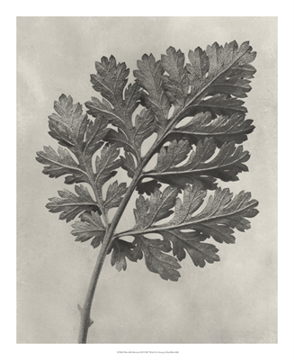 Blossfeldt Botanical III