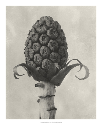 Blossfeldt Botanical IV