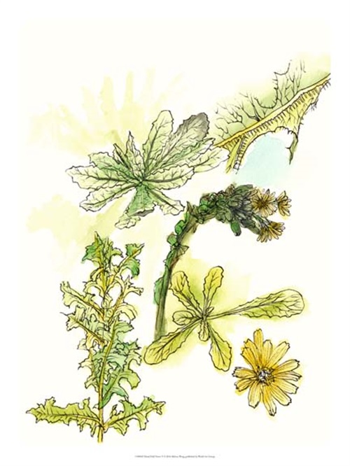 Floral Field Notes V